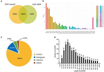 RNA sequencing reveals CircRNA expression profiles in chicken embryo fibroblasts infected with velogenic Newcastle disease virus